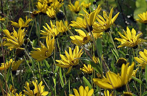 Helianthus × laetiflorus Helianthus laetiflorus quotShowy Sunflowerquot Buy Online at Annie39s Annuals