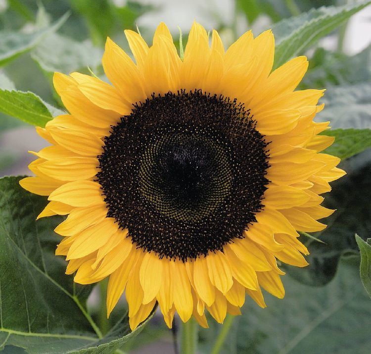 Helianthus Helianthus annuus Solara Annual Benary