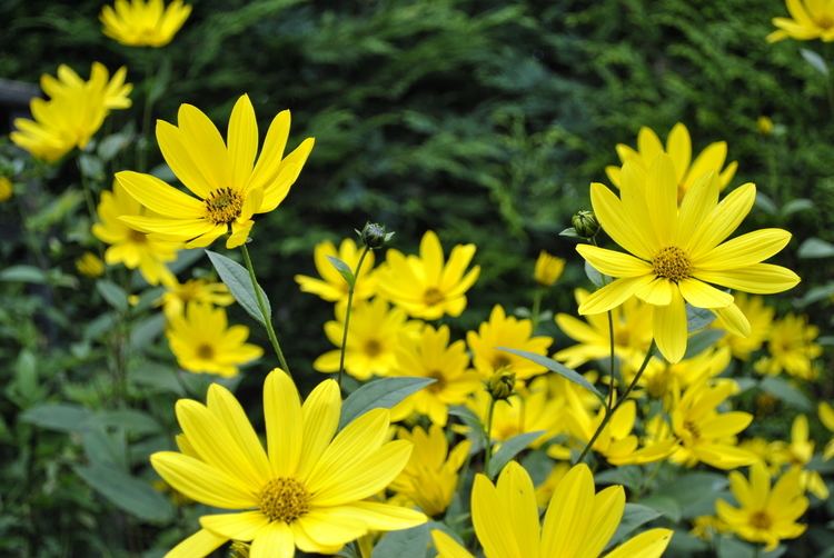 Helianthus helianthus David39s Garden Diary