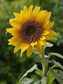 Helianthus httpsuploadwikimediaorgwikipediacommonsthu