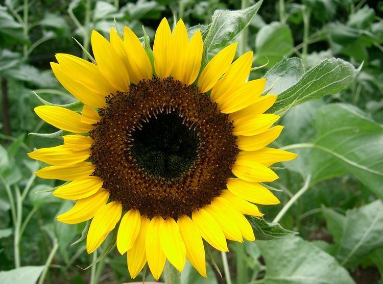 Helianthus Helianthus annuus Qjure