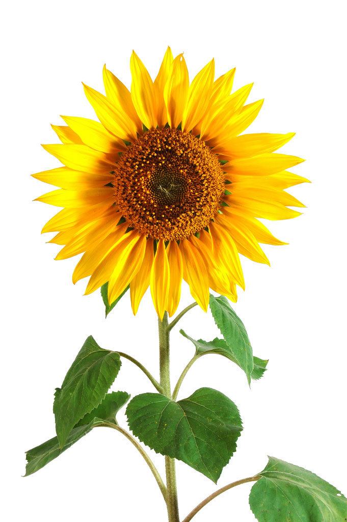 Helianthus annuus Sunflower Helianthus Annuus History Benefits Side Effects Facts