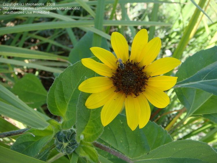 Helianthus anomalus PlantFiles Pictures Western sunflower Helianthus anomalus by