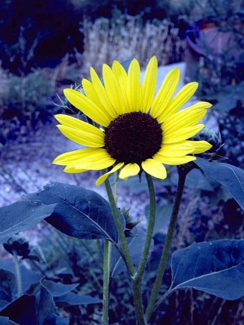 Helianthus anomalus Helianthus anomalus Western sunflower NPIN