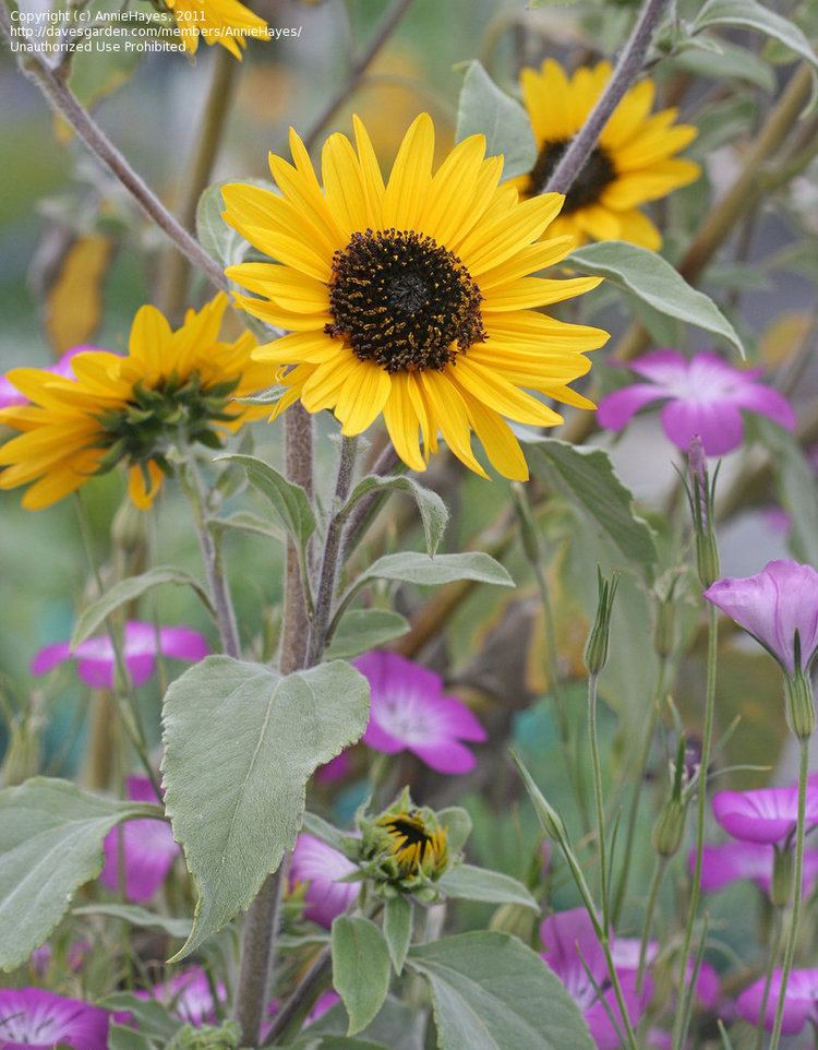 Helianthus argophyllus PlantFiles Pictures Silverleaf Sunflower Helianthus argophyllus