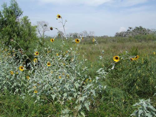 Helianthus argophyllus Silverleaf Sunflower observed by kucycads on August 25 2013