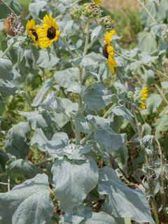 Helianthus argophyllus wwwwildflowerorgimagearchive320x240PCRPCRI