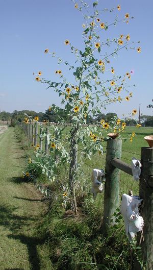 Helianthus argophyllus Helianthus argophyllus Cultivated 5