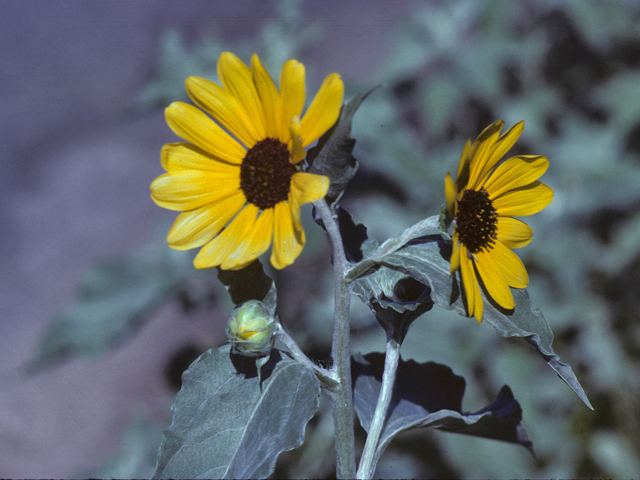 Helianthus argophyllus Helianthus argophyllus Silverleaf sunflower NPIN