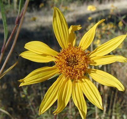 Helianthus californicus California Sunflower Helianthus californicus