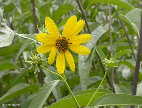 Helianthus californicus CalPhotos Helianthus californicus California Sunflower