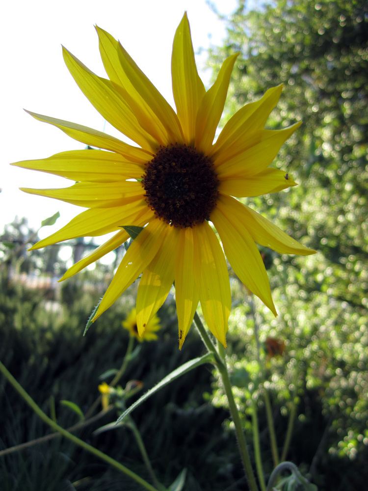 Helianthus californicus FileHelianthus californicus briweldon 001jpg Wikimedia Commons