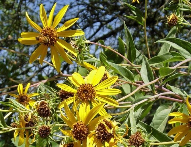 Helianthus californicus CalPhotos Helianthus californicus California Sunflower