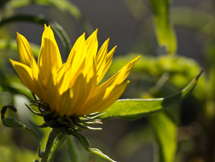 Helianthus californicus Helianthus californicus The Watershed Nursery