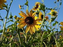 Helianthus californicus Helianthus californicus Wikipedia