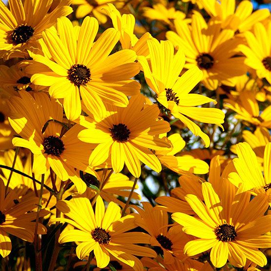 Helianthus Helianthus Fine Gardening