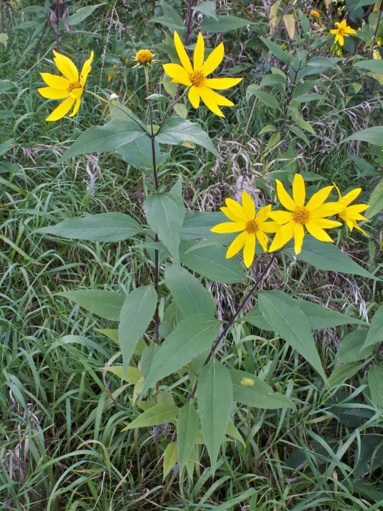 Helianthus decapetalus MinneFlora ThinLeaved Sunflower Helianthus decapetalus