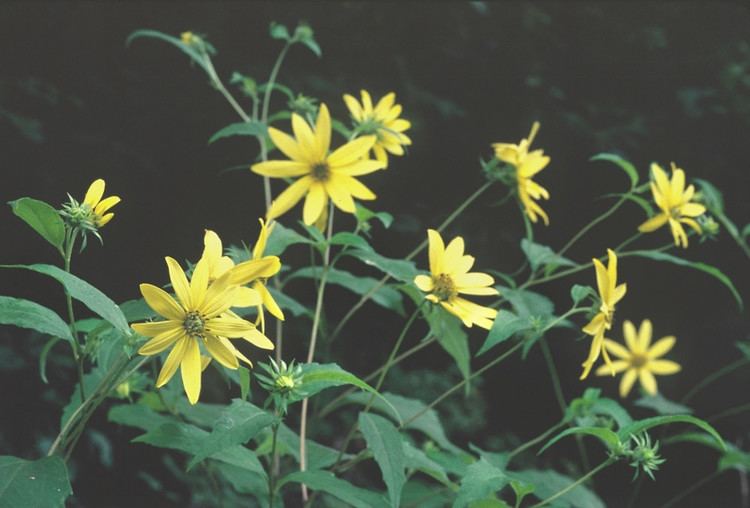 Helianthus decapetalus Helianthus decapetalus thinleaved sunflower Go Botany