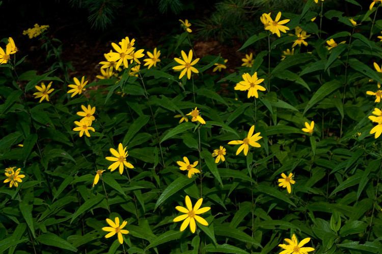 Helianthus divaricatus divaricatus Woodland Sunflower