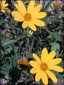 Helianthus eggertii httpsuploadwikimediaorgwikipediacommonsbb