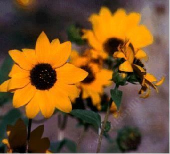 Helianthus gracilentus Helianthus gracilentus Slender Sunflower