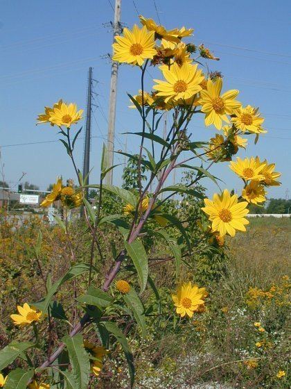 Helianthus grosseserratus Sawtooth Sunflower Helianthus grosseserratus