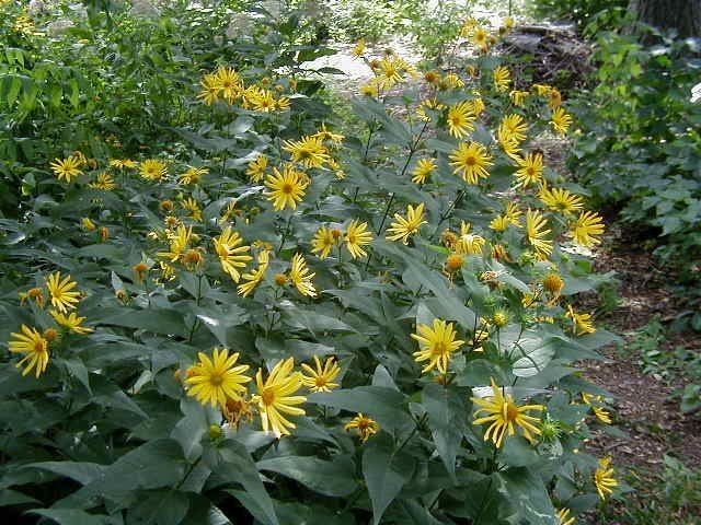 Helianthus hirsutus Hairy Sunflower Helianthus hirsutus Guide to Kansas Plants