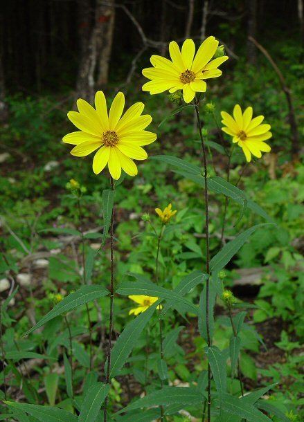 Helianthus hirsutus Helianthus hirsutus page