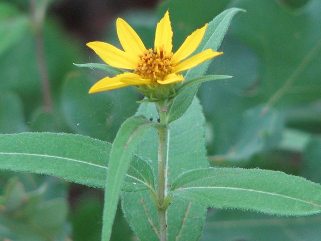 Helianthus hirsutus Helianthus hirsutus Hairy sunflower NPIN