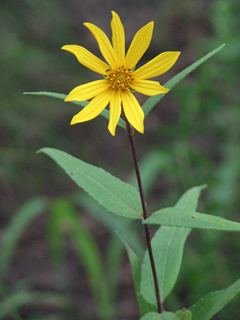 Helianthus hirsutus Helianthus hirsutus Hairy sunflower NPIN