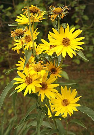 Helianthus maximiliani Sunflowers Perennial Helianthus maximiliani organically grown