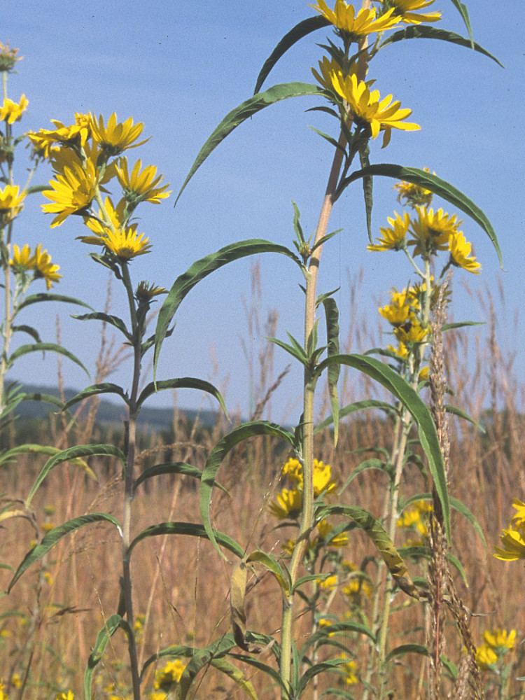 Helianthus maximiliani Helianthus maximiliani Maximilian39s sunflower Go Botany