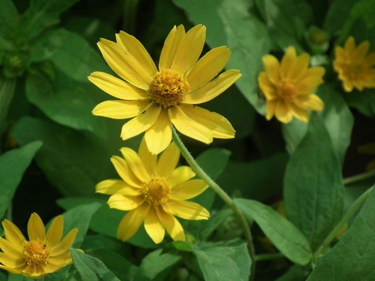 Helianthus microcephalus FileHelianthus microcephalus from lalbagh 2175JPG Wikimedia Commons