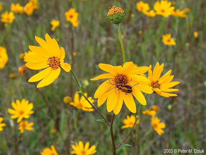 Helianthus occidentalis Helianthus occidentalis Fewleaf Sunflower Minnesota Wildflowers