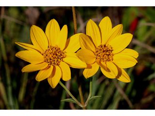 Helianthus occidentalis Helianthus occidentalis Fewleaf sunflower NPIN