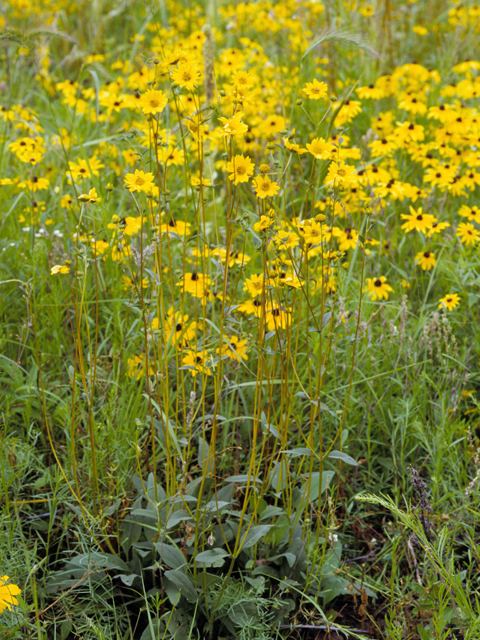 Helianthus occidentalis wwwwildflowerorgimagearchive640x480SAWSAW0