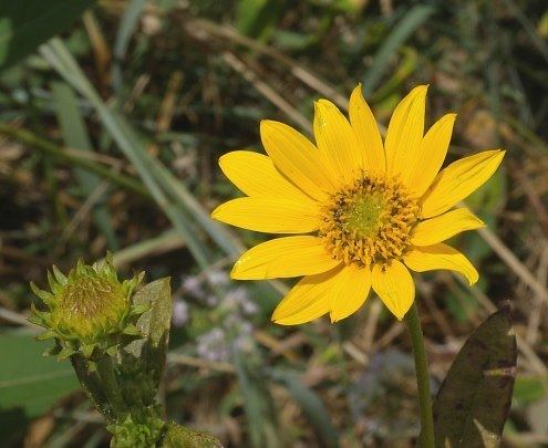 Helianthus occidentalis Western Sunflower Helianthus occidentalis