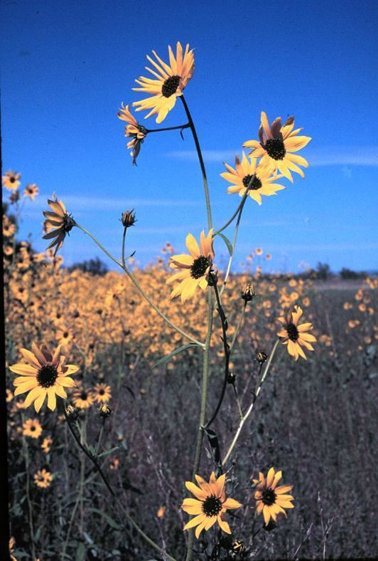 Helianthus paradoxus COMPOSITAE