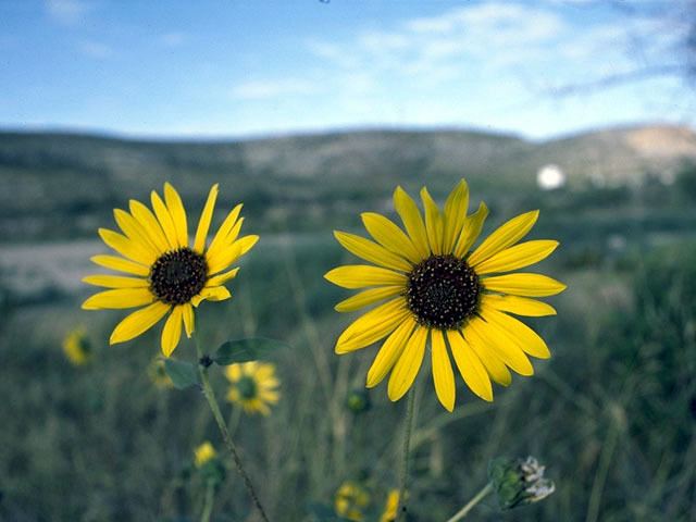 Helianthus paradoxus Helianthus paradoxus Paradox sunflower NPIN