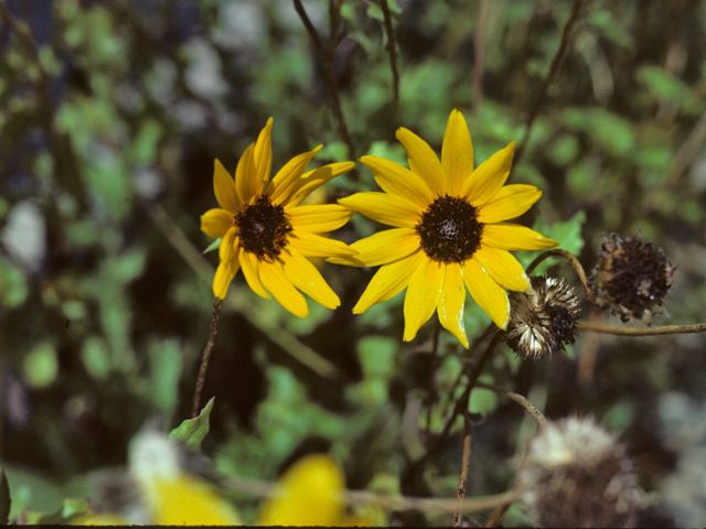 Helianthus pauciflorus Helianthus pauciflorus ssp pauciflorus Stiff sunflower NPIN