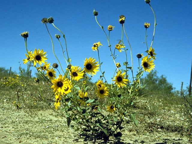 Helianthus petiolaris Helianthus petiolaris Prairie sunflower NPIN