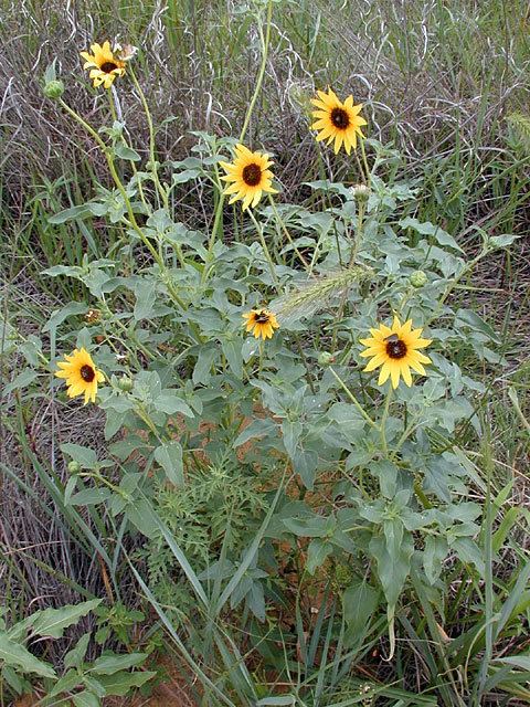 Helianthus petiolaris Helianthus petiolaris Prairie sunflower