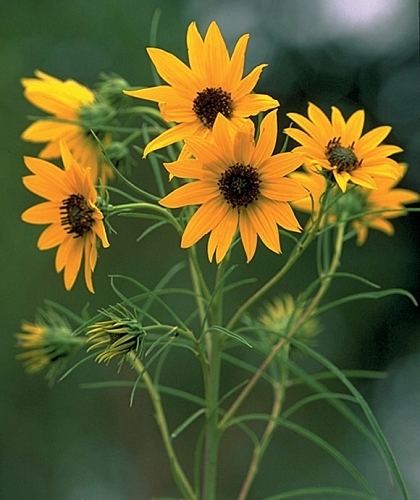 Helianthus salicifolius Willowleaf Sunflower Helianthus salicifolius