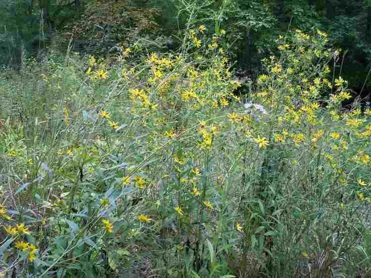 Helianthus schweinitzii Plants North Carolina Native Plant Society