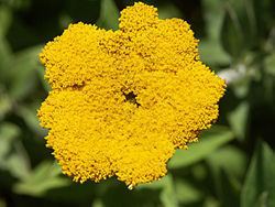 Helichrysum Helichrysum Wikipedia