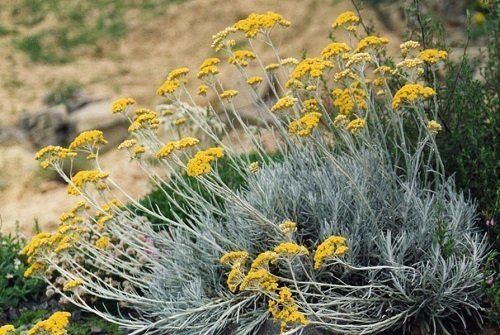 Helichrysum Helichrysum Essential Oil