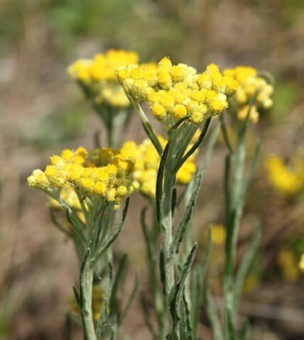 Helichrysum Helichrysum Essential Oil Uses Benefits amp DIY Recipes