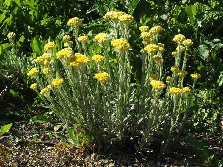 Helichrysum arenarium Helichrysum arenarium Dwarf everlast arthropodafotosde