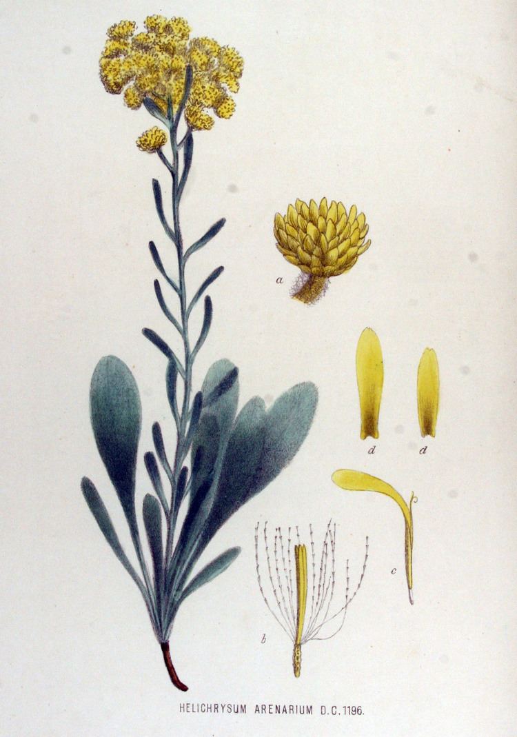 Helichrysum arenarium FileHelichrysum arenarium Flora Batava Volume v15jpg