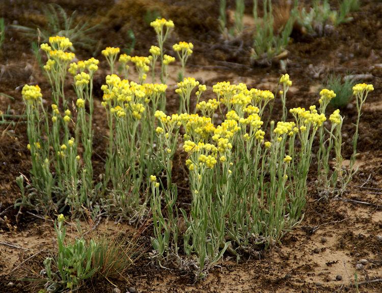 Helichrysum arenarium Mainz Grosser Sand Sandstrohblume Helichrysum arenarium a